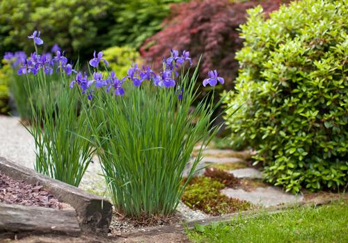 japanese garden iris